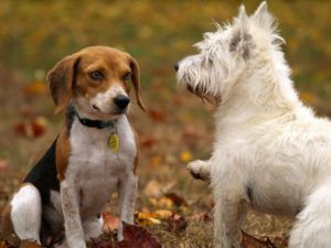 find your dog a play date