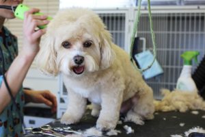 what a cute groomed dog