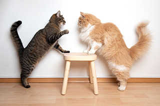 Cat Care in Henderson NV