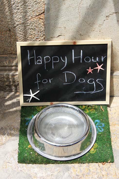 happy hour for dogs at boarding facility