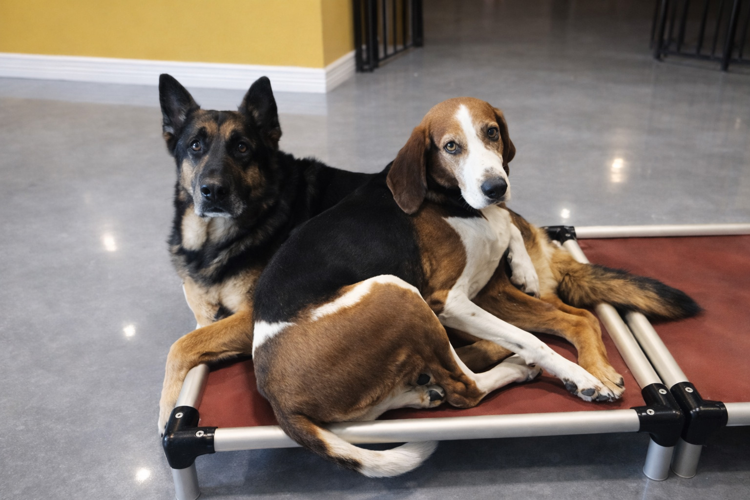 Dog Daycare