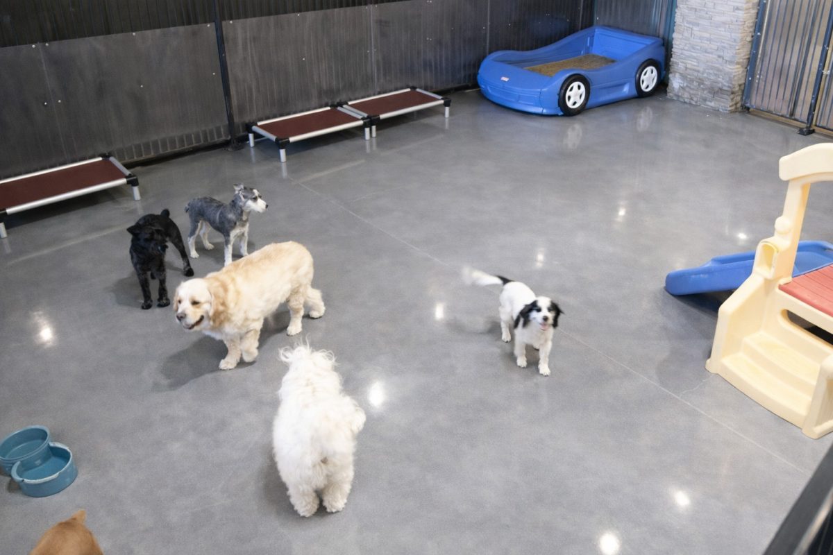 Dog Daycare