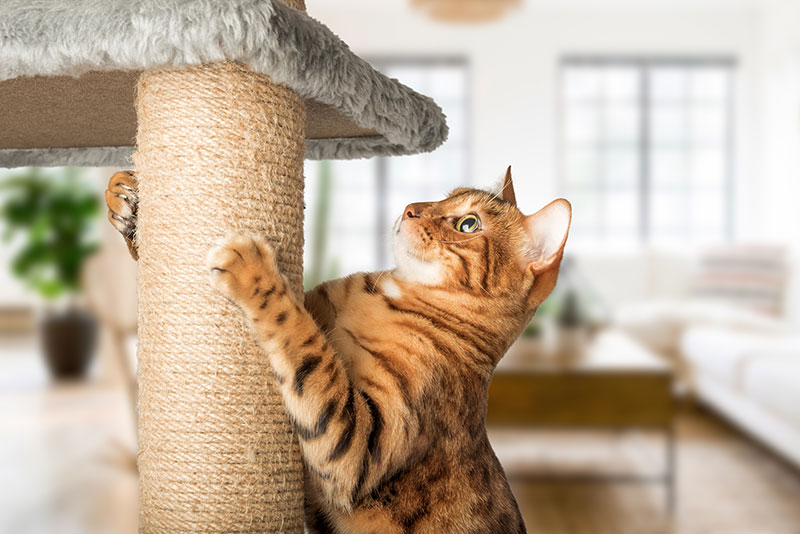 Cat Scratching Post