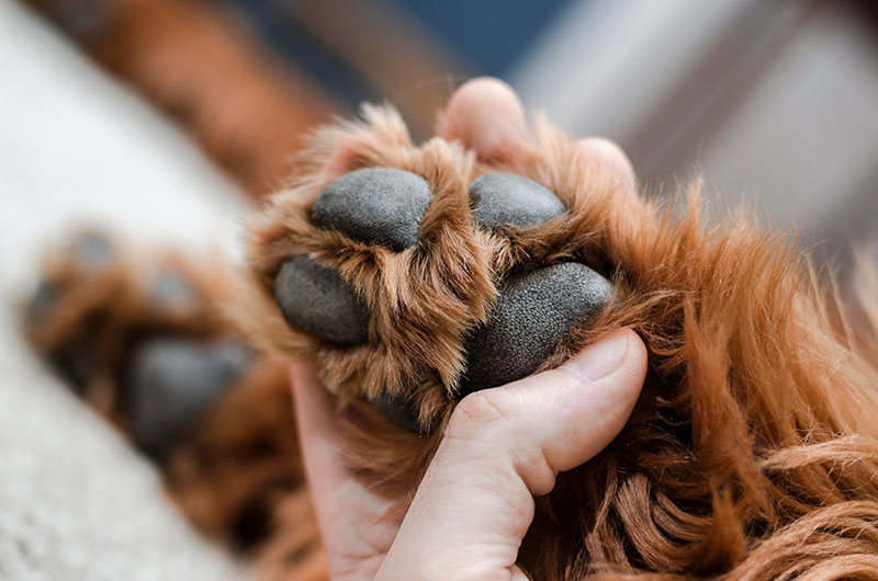 Dog Nail Trimming