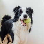 Dog Playing