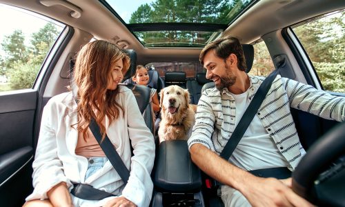 Traveling With Your Pet