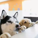 How Much Is Dog Daycare
