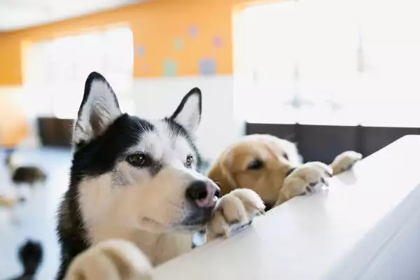 How Much Is Dog Daycare