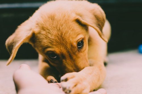 Training Your New Puppy