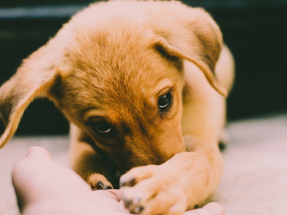 Training Your New Puppy