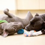 Henderson Dog Hotel Near Me