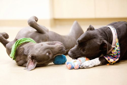 Henderson Dog Hotel Near Me