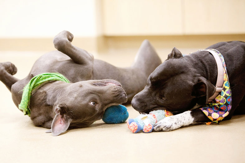 Henderson Dog Hotel Near Me