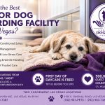 Senior Dog Boarding