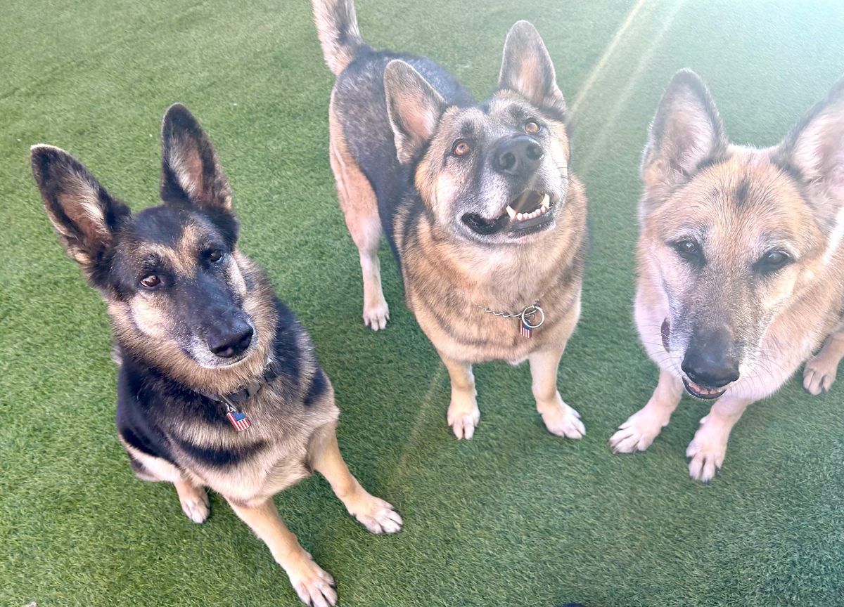 Rescued German Shepherds