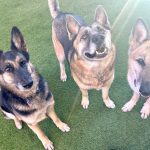 Rescued German Shepherds