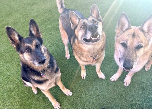 Rescued German Shepherds