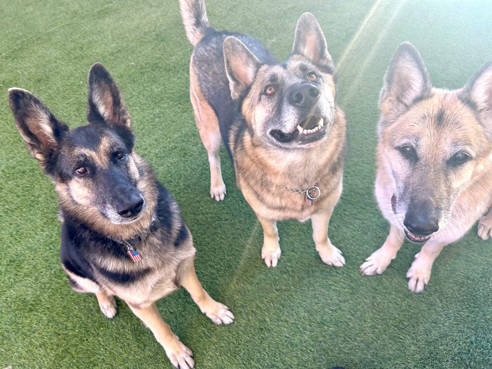 Rescued German Shepherds