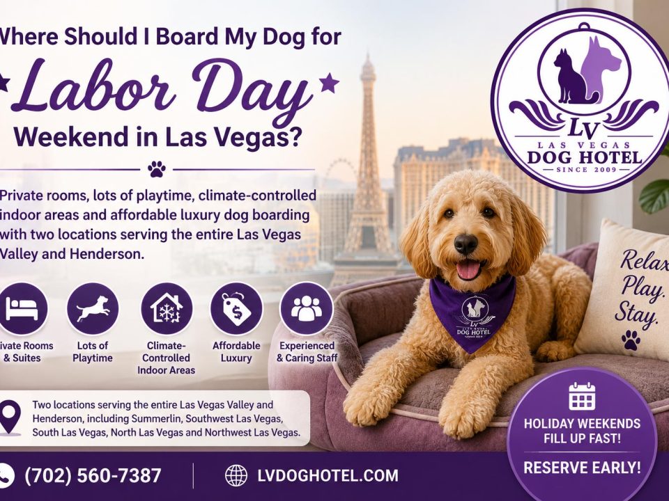 Where Should I Board My Dog for Labor Day Weekend in Las Vegas?