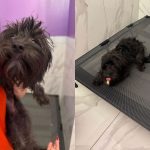 Meet Siriya