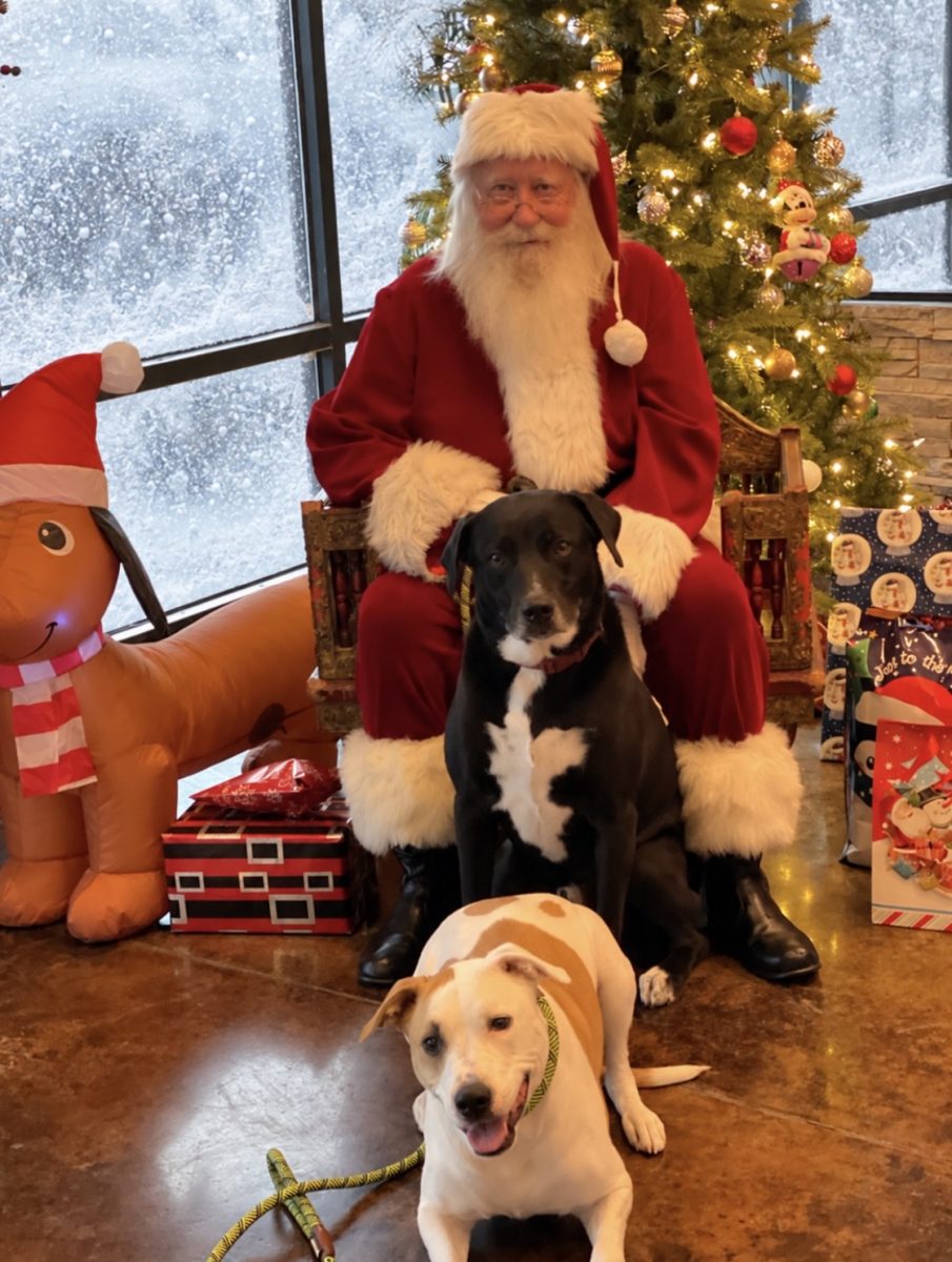 Pet Photos With Santa in Las Vegas at LV Dog Hotel