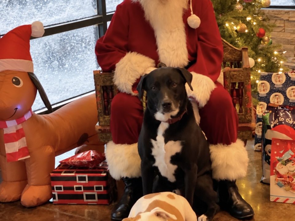 Pet Photos With Santa in Las Vegas at LV Dog Hotel